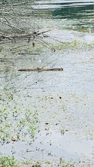 Emydidae