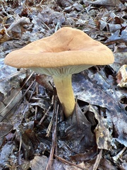 Lactifluus volemus
