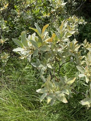 Elaeagnus commutata