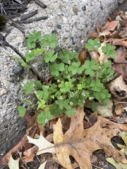 Oxalis dillenii