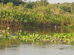 Jacana