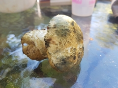 Gyroporus cyanescens