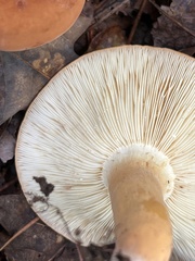 Lactifluus volemus