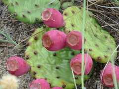 Opuntia cespitosa