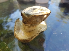 Gyroporus cyanescens