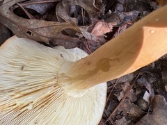 Lactifluus volemus