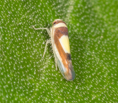 Colladonus clitellarius