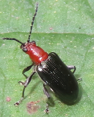 Lemini