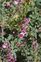 Indigofera amoena