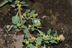 Oxybasis glauca