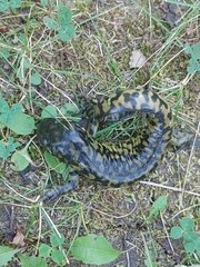 Ambystoma mavortium