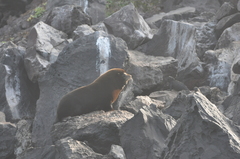 Arctocephalus galapagoensis