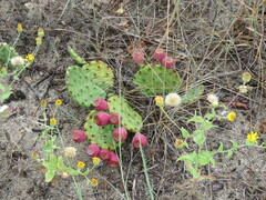 Opuntia cespitosa