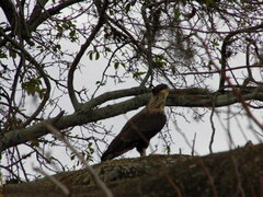Caracara plancus