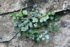 Asplenium ruta-muraria