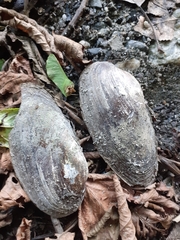 Unio elongatulus