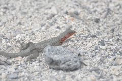 Microlophus albemarlensis