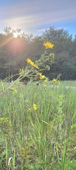 Silphium integrifolium