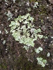 Parmelioideae