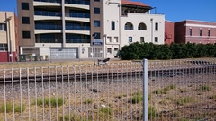 Rhipidura leucophrys