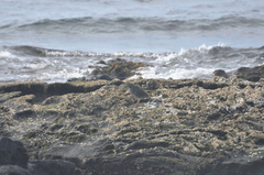 Butorides striata sundevalli