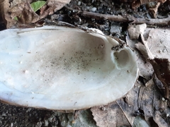 Unio elongatulus