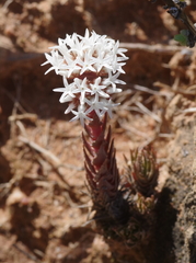 Crassula alpestris