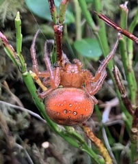 Araneus alsine
