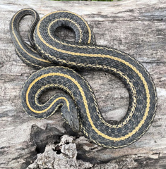 Thamnophis radix