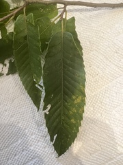 Castanea mollissima