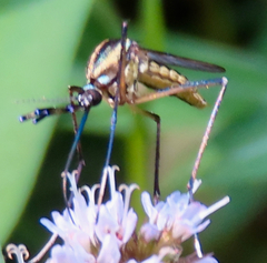 Toxorhynchites rutilus