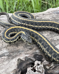 Thamnophis radix