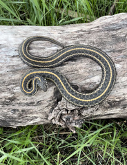 Thamnophis radix