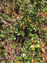 Vaccinium crassifolium