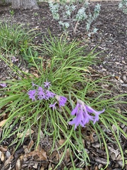 Tulbaghia violacea