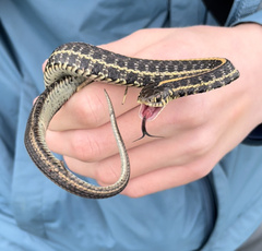 Thamnophis radix