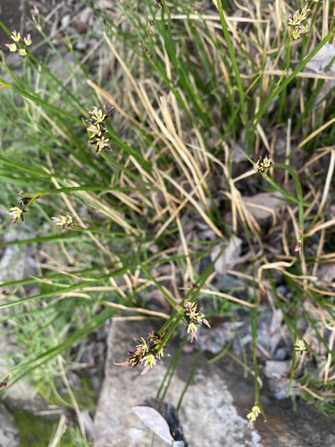 Beringian rush (Juncus beringensis)
