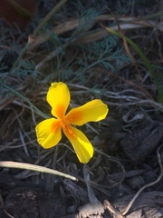 Eschscholzia californica maritima