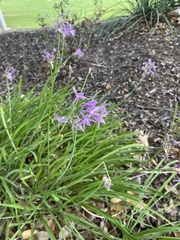 Tulbaghia violacea