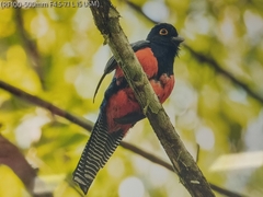 Trogon