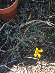 Eschscholzia californica maritima