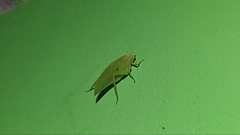 Phylloptera