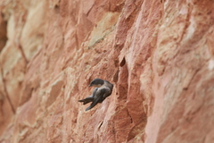 Ptyonoprogne fuligula