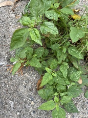 Solanum emulans