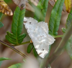 Macaria bisignata