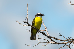 Megarynchus pitangua