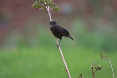 Myrmecocichla aethiops