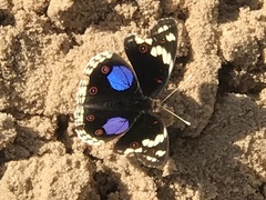 Junonia oenone