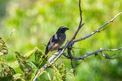 Saltator grandis