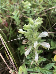 Pedicularis lanceolata
